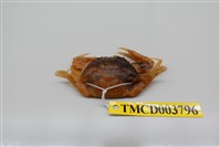 藏品(銀光單梭蟹)的圖片